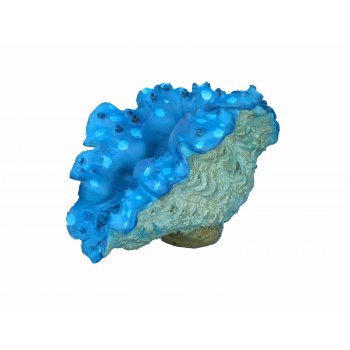 HAQUOSS TRIDACNA - 9x5x5,5h cm